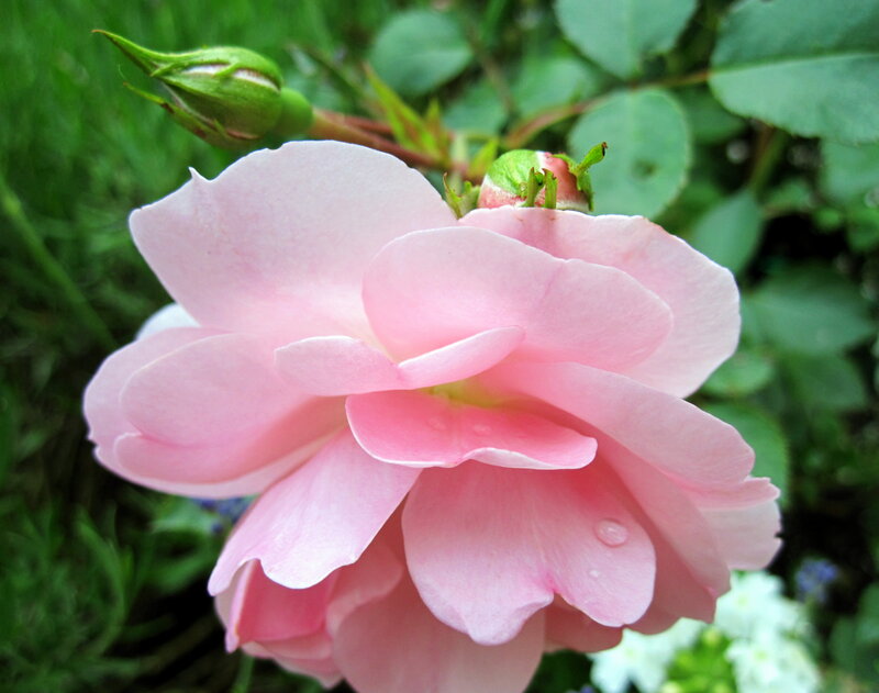 Pink Rose Flower — Serene, Spring, Photograph, Bud