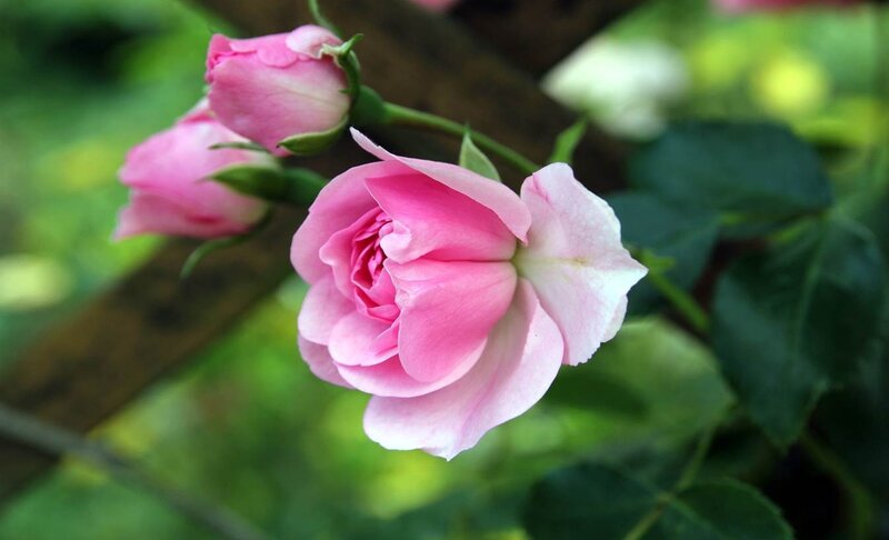 Pink Rose Flower — Serene, Spring, Photograph, Buds, Leaves, Stem