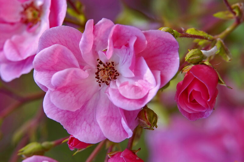 Pink Rose Flower — Serene, Spring, Photograph, Buds