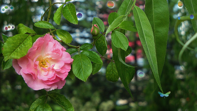 Pink Rose Flower — Serene, Spring, Photograph, Butterfly