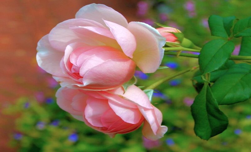Pink Rose Flower — Serene, Spring, Photograph, Green Leaves, Bud