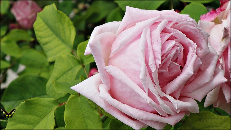 Pink Rose Flower — Serene, Spring, Photograph, Green Leaves, Butterfly