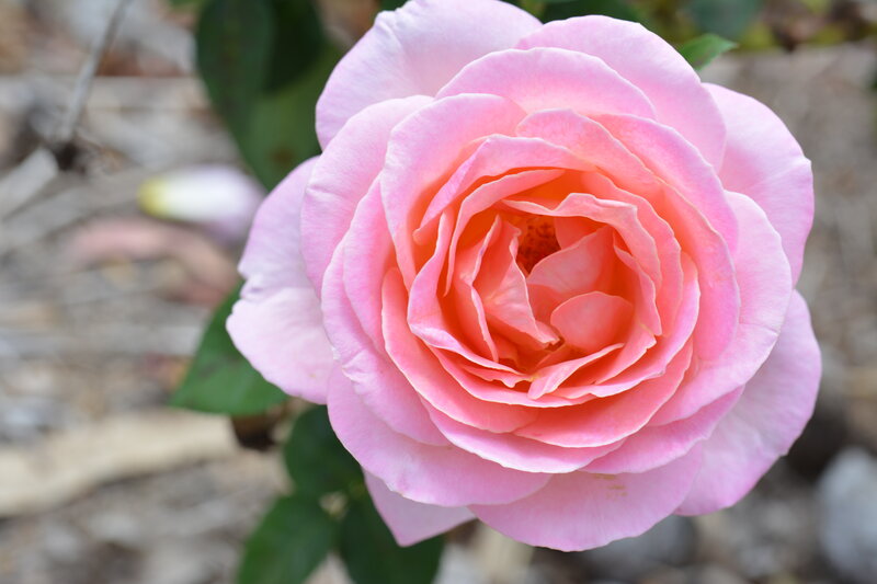 Pink Rose Flower — Serene, Spring, Photograph, Green Leaves, Out of Focus Background