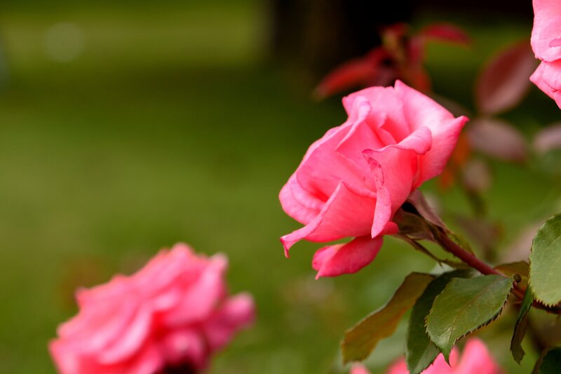Pink Rose Flower — Serene, Spring, Photograph, Leaf