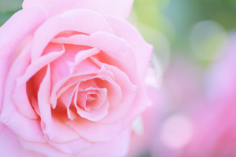Pink Rose Flower — Serene, Spring, Photograph, Petals, Greenery