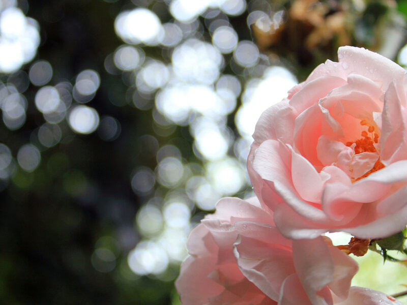 Pink Rose Flower — Serene, Spring, Photograph, Petals