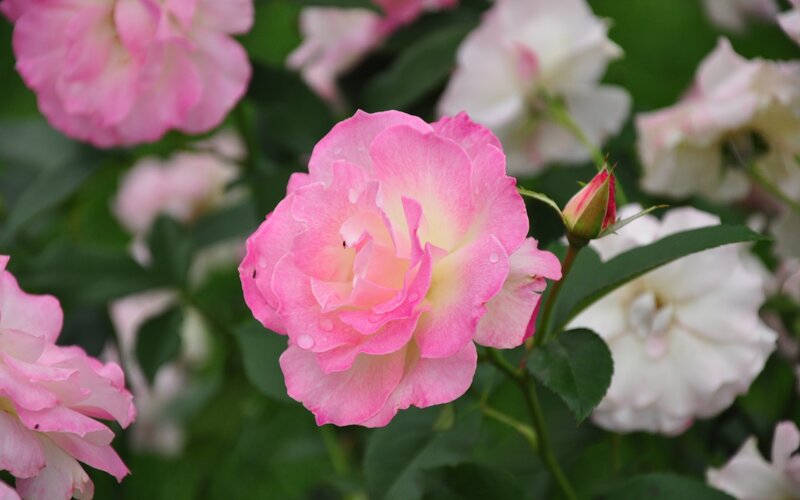 Pink Rose Flower — Serene, Spring, Photograph, Rose Bud