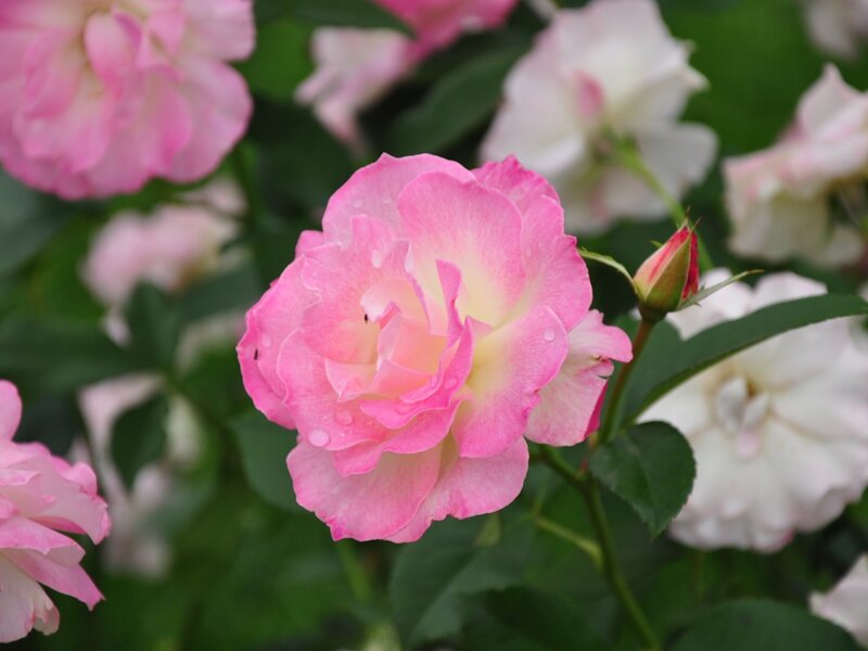 Pink Rose Flower — Serene, Spring, Photograph, Rosebud
