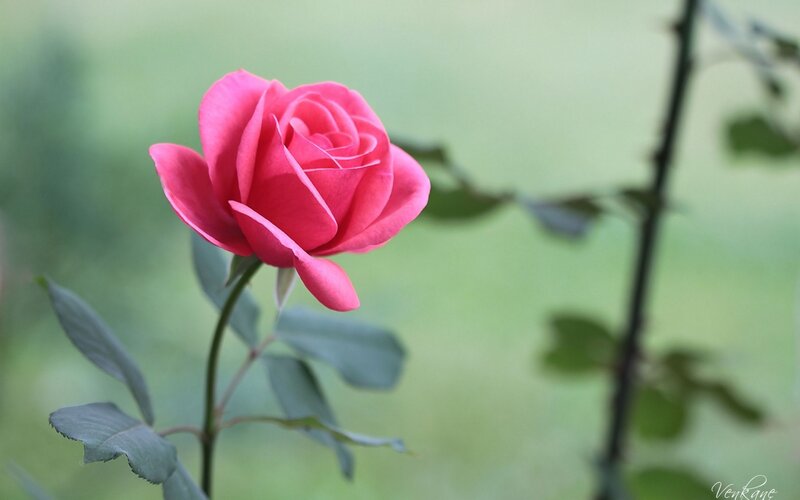 Pink Rose Flower — Serene, Spring, Photograph, Stem