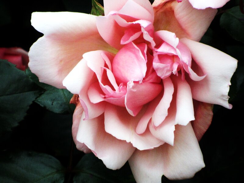 Pink Rose Flower — Serene, Spring, Photograph