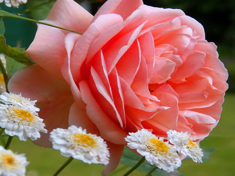 Pink Rose Flower — Serene, Spring, Photograph, White Daisies