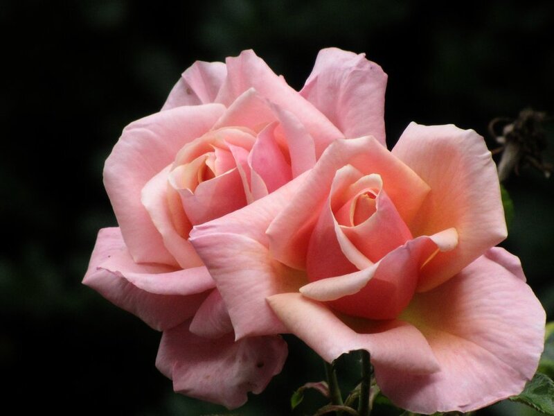 Pink Rose Flower — Serene, Spring