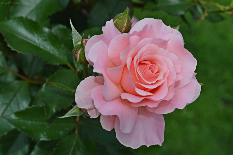Pink Rose Flower — Serene, Summer, Photograph