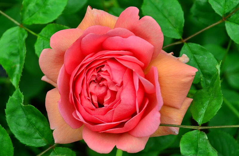 Pink Rose Flower — Serene, Summer