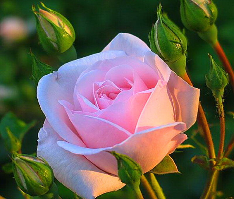 Pink Rose Flower — Serene, Sunset, Photograph, Buds