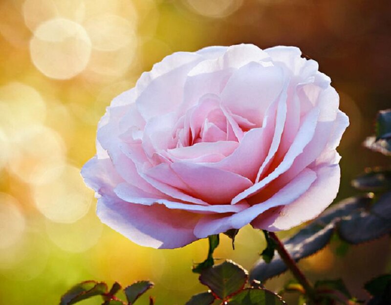 Pink Rose Flower — Serene, Sunset, Photograph, Green Leaves