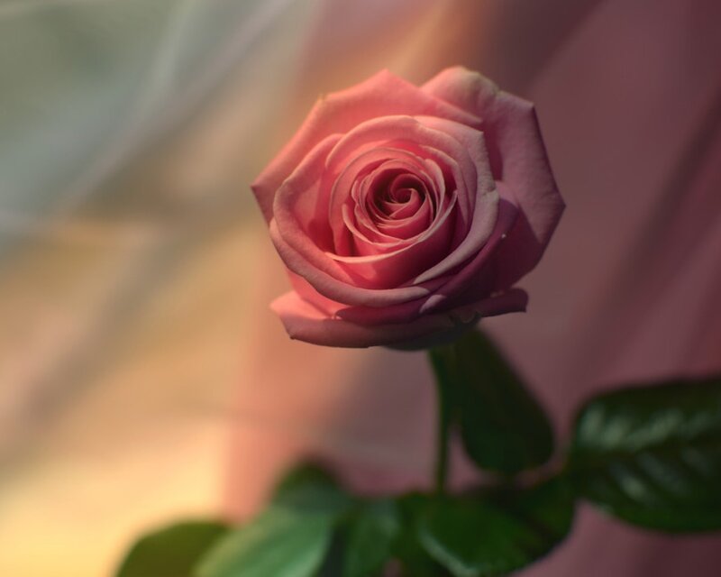 Pink Rose Flower — Serene, Sunset, Photograph, Stem