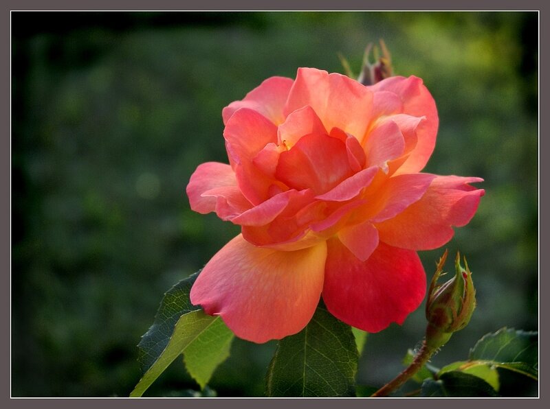 Pink Rose Flower — Serene, Sunset