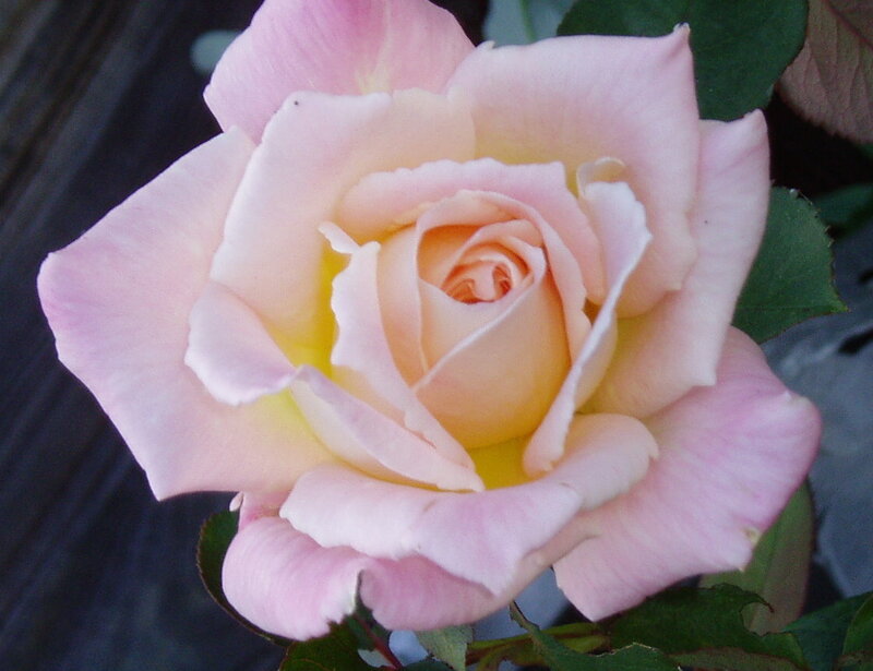 Pink Rose Flower — Serene