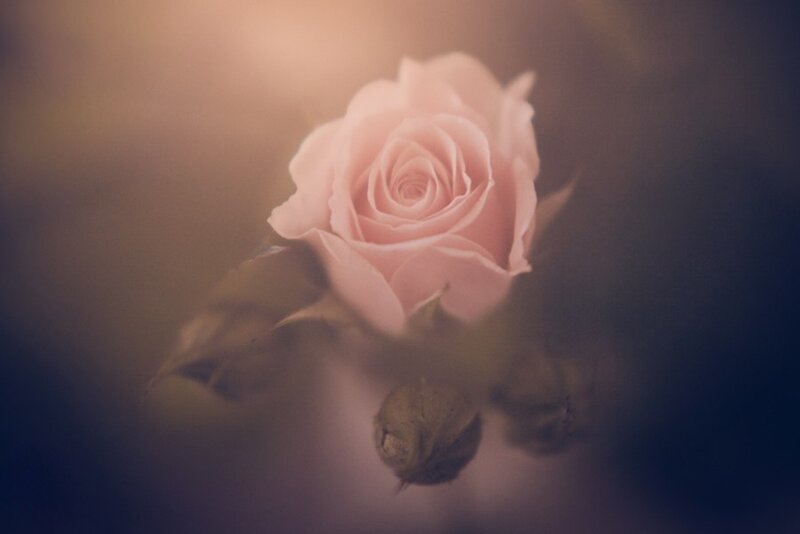 Pink Rose Flower — Soft, Photograph, Bud