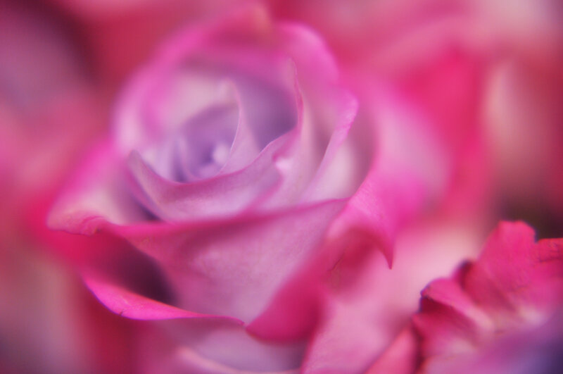 Pink Rose Flower — Soft, Photograph, Petals