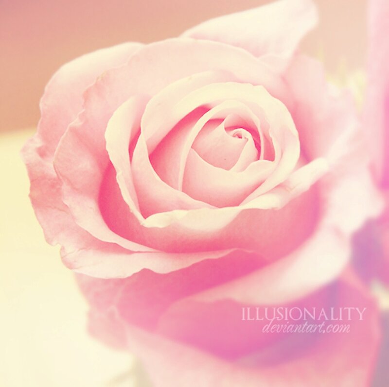 Pink Rose Flower — Soft, Photograph