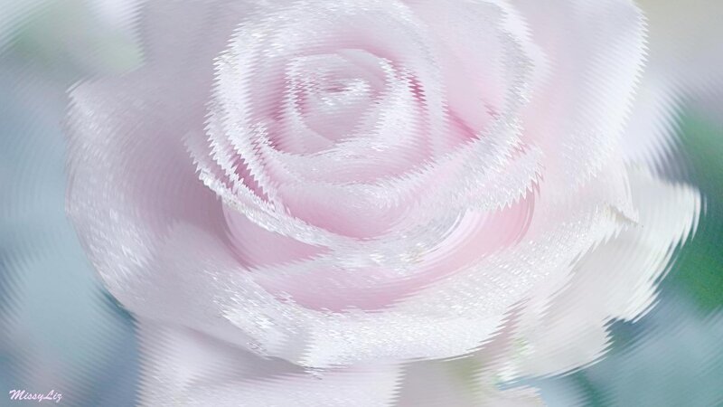 Pink Rose Flower — Soft