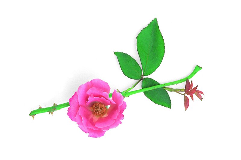 pink rose flower