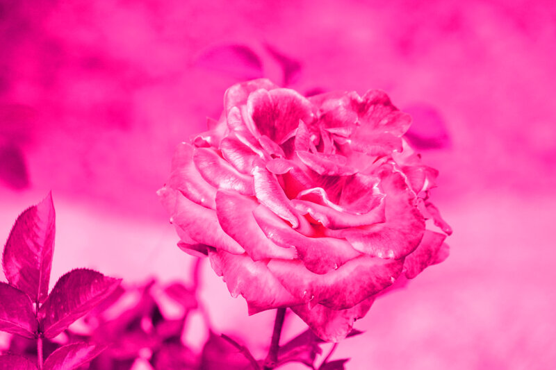 Pink Rose Flower — Vibrant, Photograph