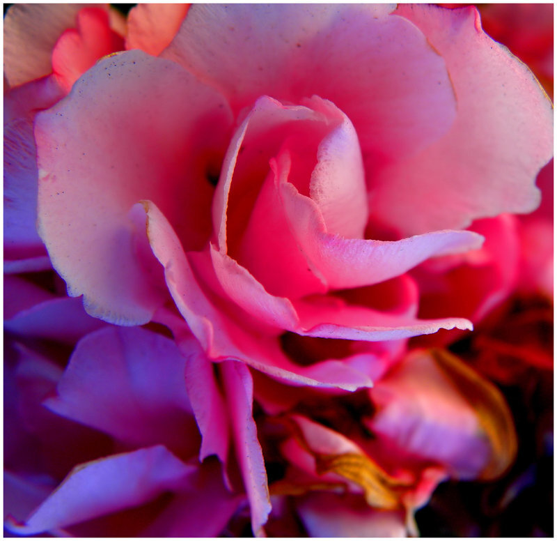 Pink Rose Flower — Vibrant
