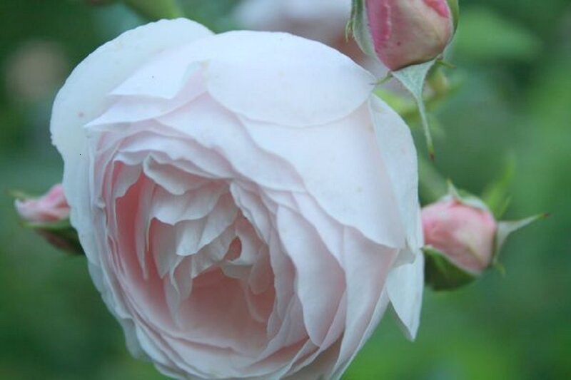 Pink Rose Flower — White, Calm