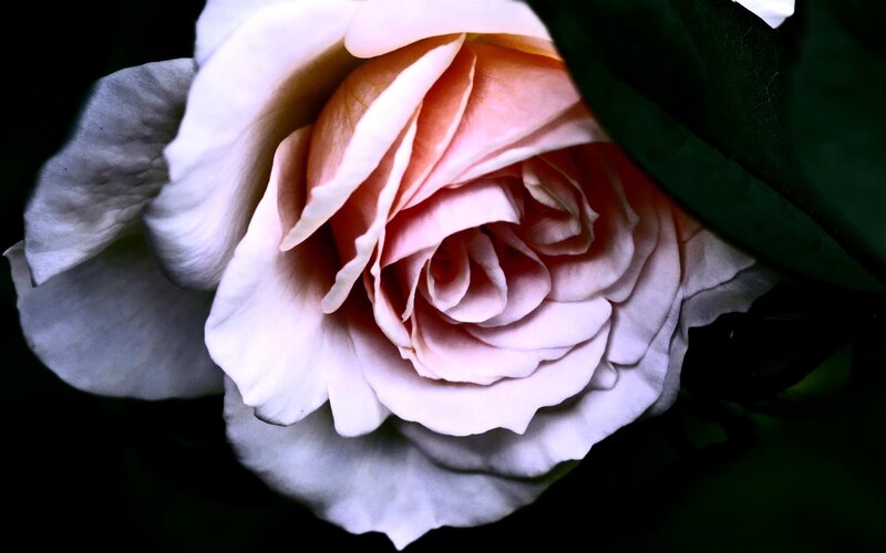Pink Rose Flower — White, Dramatic, Photograph