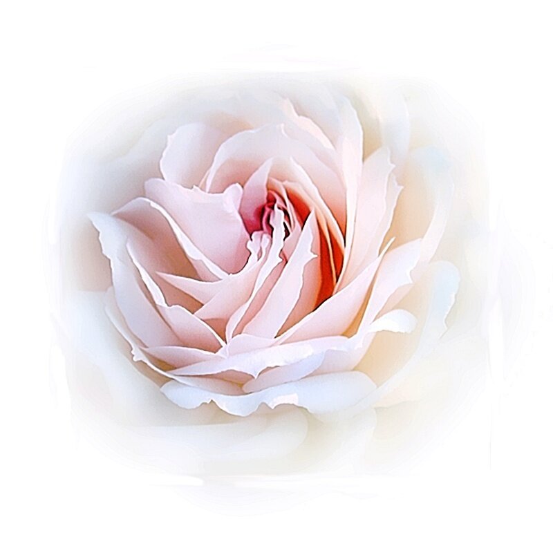 Pink Rose Flower — White, Photograph