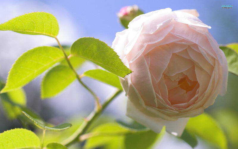Pink Rose Flower — White, Serene, Afternoon