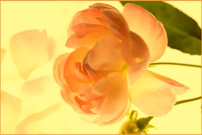 Pink Rose Flower — Yellow