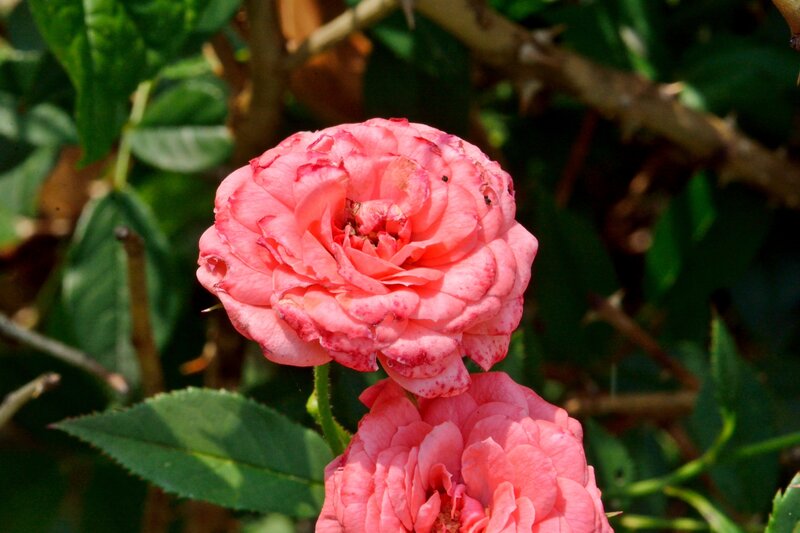 Pink Rose Flowers — Calm, Afternoon, Photograph, Leaves