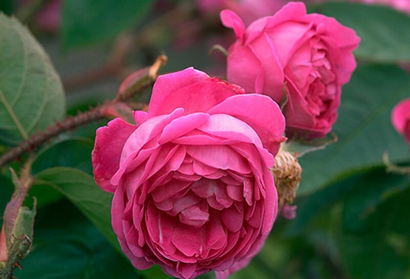 Pink Rose Flowers — Calm, Photograph, Leaves