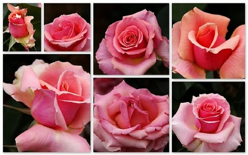 Pink Rose Flowers — Calm, Photograph