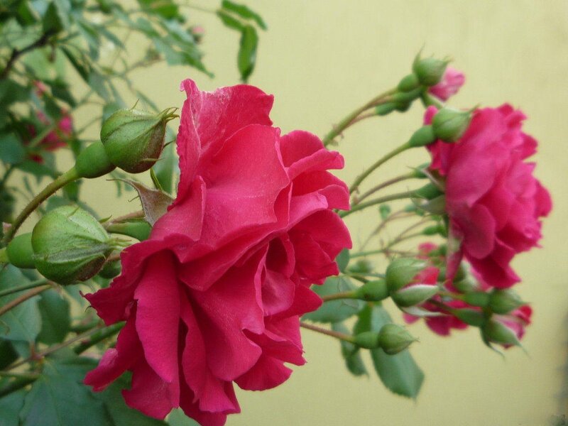 Pink Rose Flowers — Calm, Spring