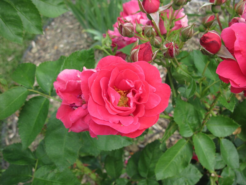 Pink Rose Flowers — Calm, Summer