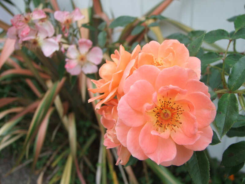 Pink Rose Flowers — Calm