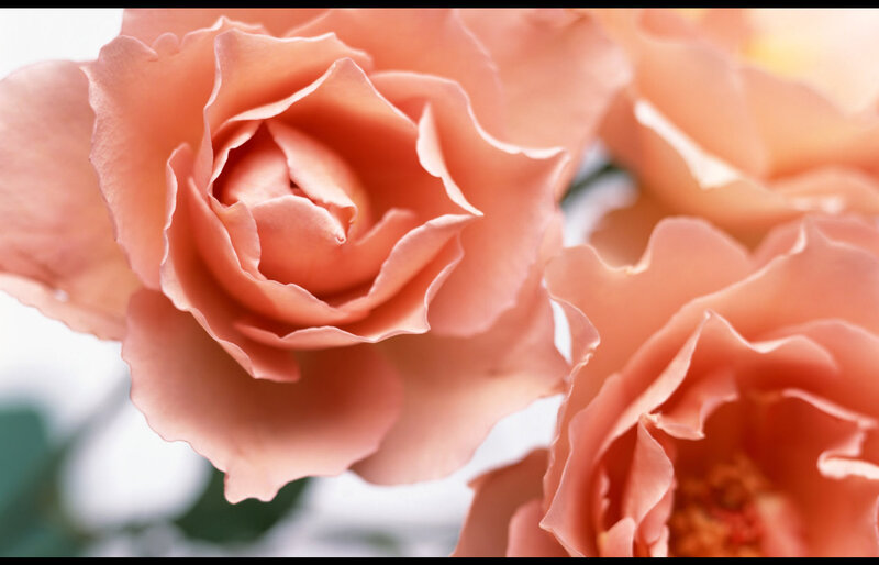 Pink Rose Flowers — Peach