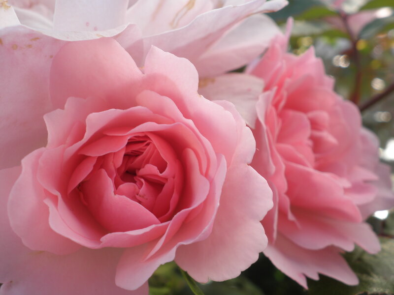 Pink Rose Flowers — Serene, Afternoon
