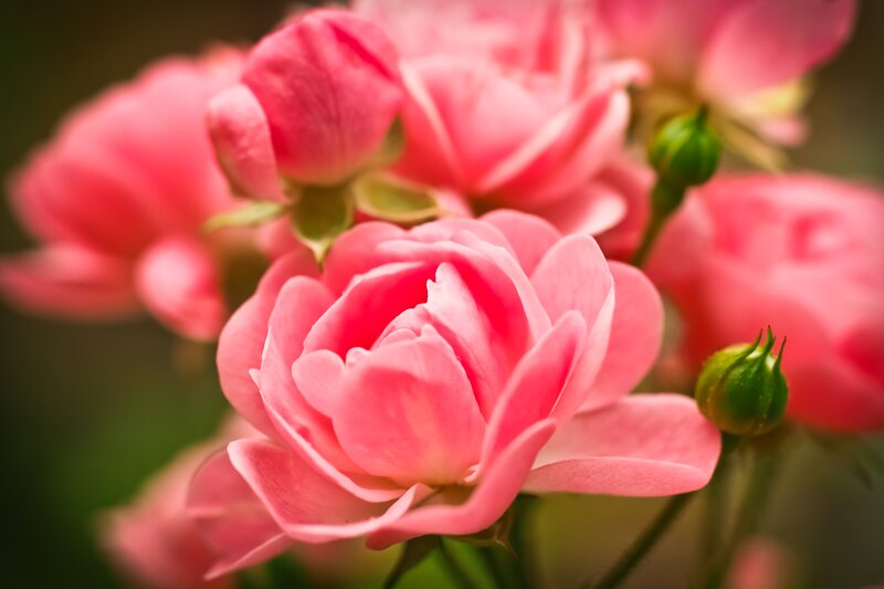 Pink Rose Flowers — Serene, Photograph, Buds