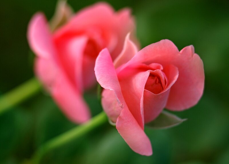 Pink Rose Flowers — Serene, Photograph, Green Leaves