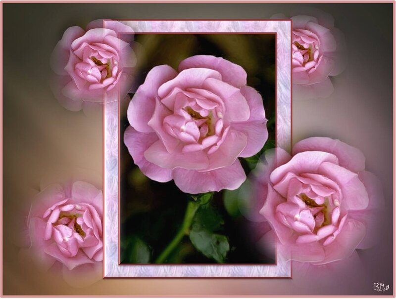 Pink Rose Flowers — Serene, Photograph