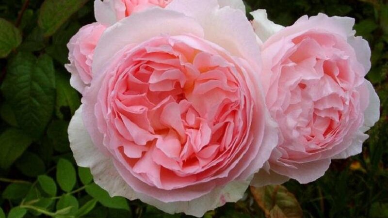 Pink Rose Flowers — Serene, Spring, Photograph