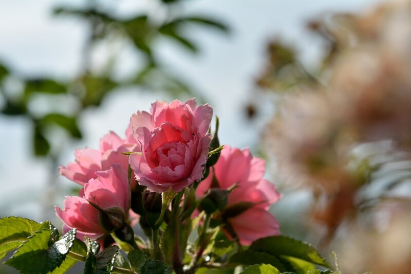 Pink Rose Flowers — Serene, Spring