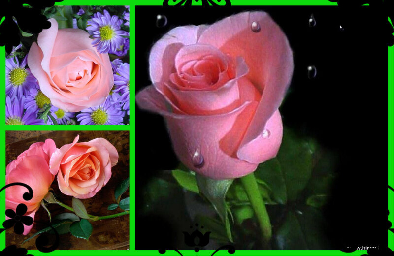 Pink Rose Flowers — Serene
