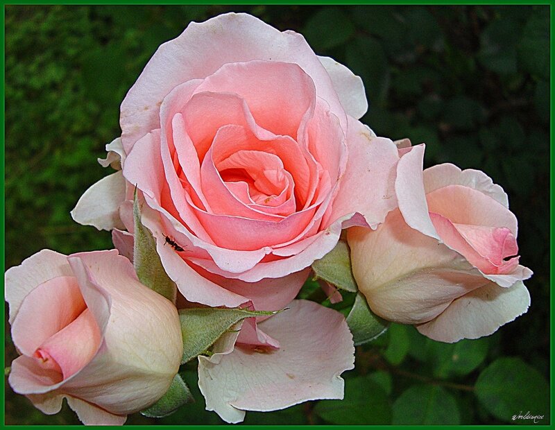 Pink Rose Flowers